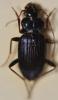 Leistus spinibarbis